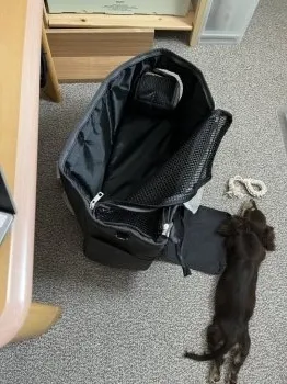 イッヌ 様のお迎えした子犬