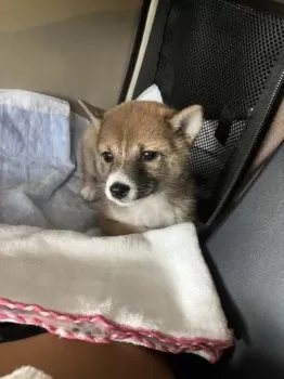 キョンシー 様のお迎えした子犬