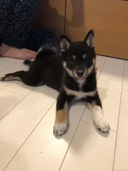 ななもも 様のお迎えした子犬