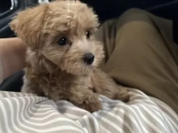 ぺろるりこ 様のお迎えした子犬