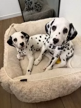 H.M 様のお迎えした子犬