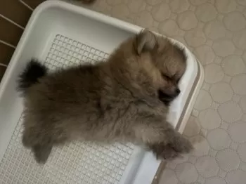 HARU 様のお迎えした子犬