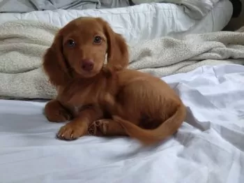 Miwako S. 様のお迎えした子犬
