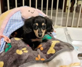 チコリ 様のお迎えした子犬