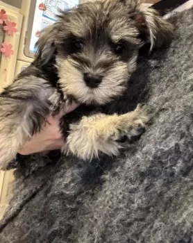 KC 様のお迎えした子犬