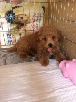 あんど 様のお迎えした子犬