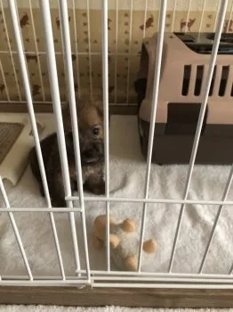 もずくぱぱ 様のお迎えした子犬