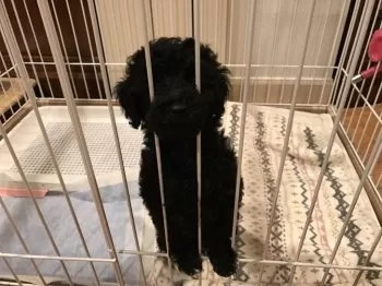 H.N 様のお迎えした子犬