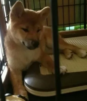 Artemis 様のお迎えした子犬