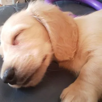 クーピーママ 様のお迎えした子犬