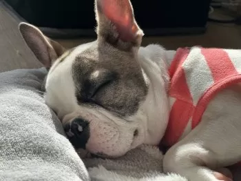 M.T 様のお迎えした子犬