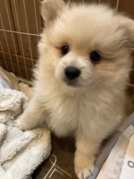 おーちゃん 様のお迎えした子犬