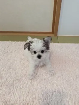 T.T 様のお迎えした子犬