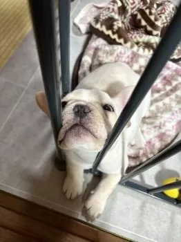 o.m 様のお迎えした子犬