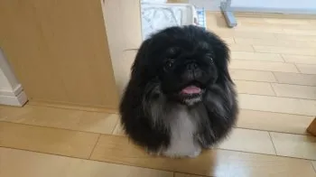バツ丸 様のお迎えした子犬