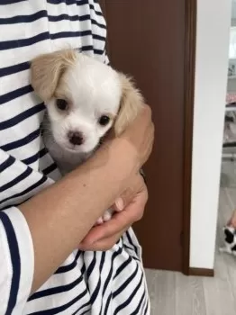 K.N 様のお迎えした子犬