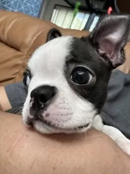 こくまい 様のお迎えした子犬