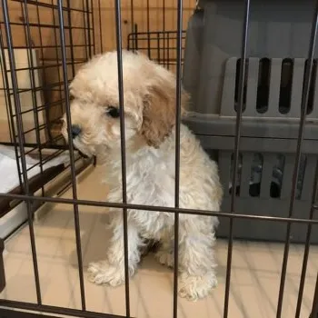 Y.A 様のお迎えした子犬