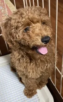 グーパー 様のお迎えした子犬