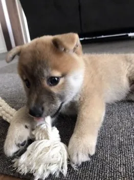 S.Y 様のお迎えした子犬