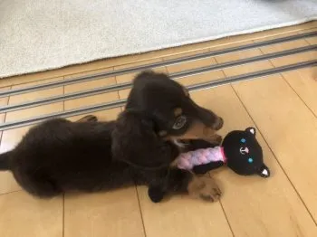 ライ 様のお迎えした子犬
