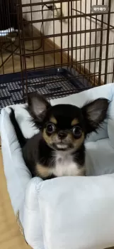 ハチベー 様のお迎えした子犬