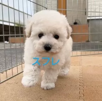 とみけん 様のお迎えした子犬