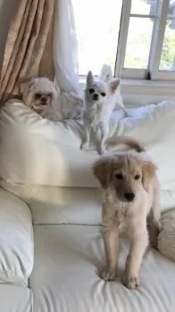 マリー 様のお迎えした子犬