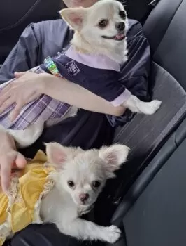 わかめ 様のお迎えした子犬