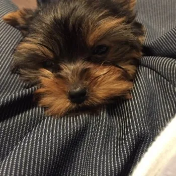 不二家ぺこ 様のお迎えした子犬