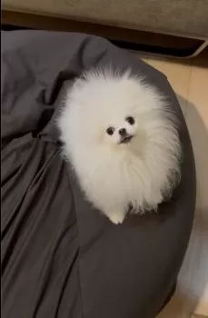 ui 様のお迎えした子犬