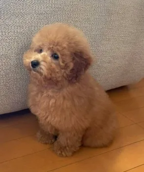 シュークリーム 様のお迎えした子犬