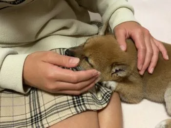 チビ太 様のお迎えした子犬