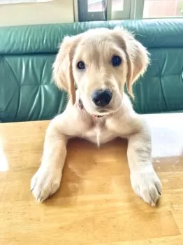 Y.S 様のお迎えした子犬