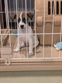 CS 様のお迎えした子犬