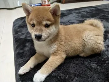 Ek 様のお迎えした子犬