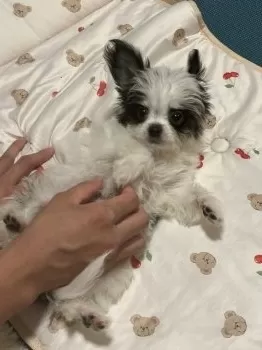 u 様のお迎えした子犬