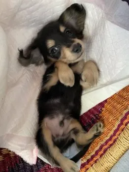 Y.M 様のお迎えした子犬