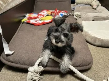 N.I 様のお迎えした子犬