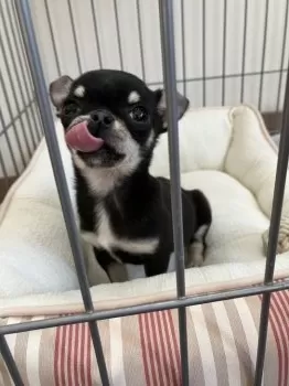 K.I 様のお迎えした子犬