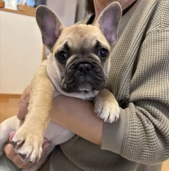 マロンげんあん 様のお迎えした子犬