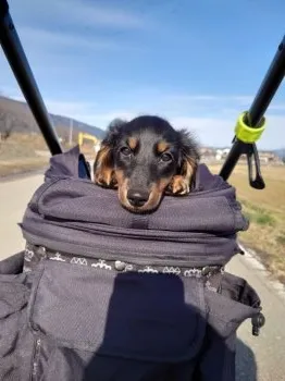 T.K 様のお迎えした子犬