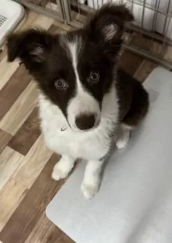 K.N 様のお迎えした子犬