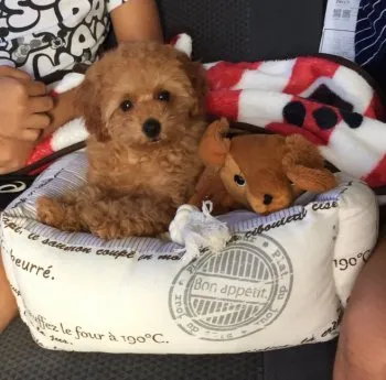 小太郎 様のお迎えした子犬