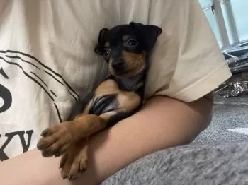 テラ 様のお迎えした子犬