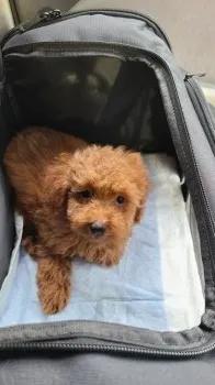 いっせい 様のお迎えした子犬