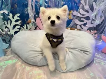snoopy 様のお迎えした子犬