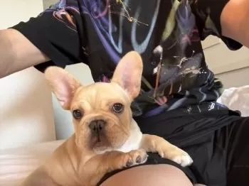 JUN 様のお迎えした子犬