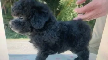 バン 様のお迎えした子犬