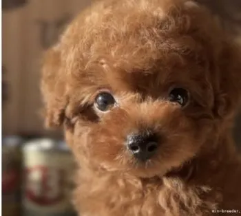 あゆひ 様のお迎えした子犬